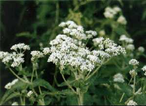 Boneset