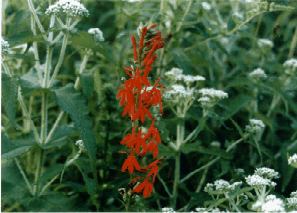 Cardinal Flower