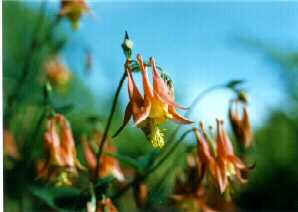 Wild Columbine
