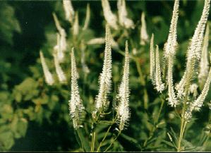Culver's Root