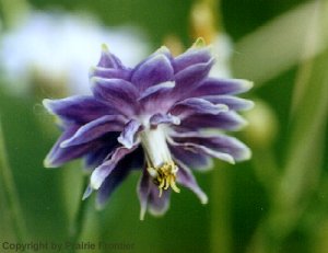 Columbine, Dwarf