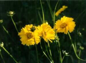 Dwf Lanced Leaved Coreopsis