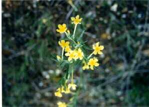 Fringed Puccoon