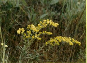 Gray Goldenrod