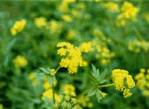 Golden Alexanders