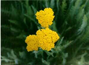Gold Yarrow