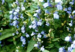 Great Blue Lobelia