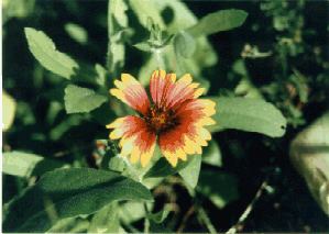 Indian Blanket
