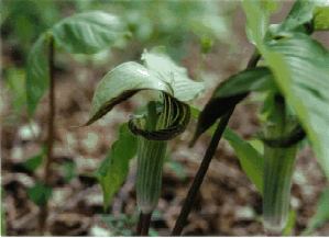 Jack-in-the-pulpit