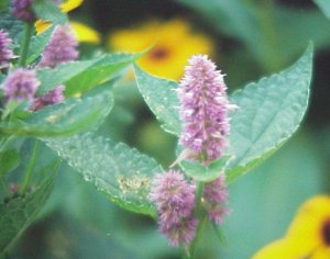 Lavendar Hyssop