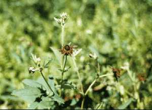 Marsh Cinquefoil