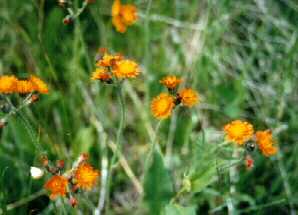 Orange Hawkweed