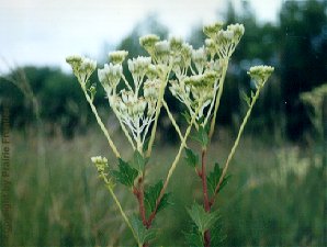 Pale Indian Plantain