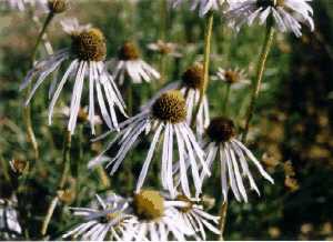 Pale Purple Coneflower