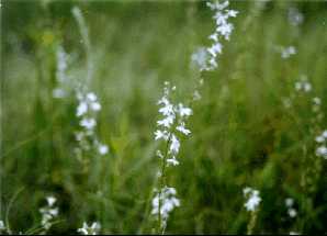 Lobelia, Pale Spiked