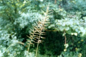 Bottlebrush grass