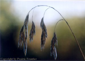 Prairie Brome