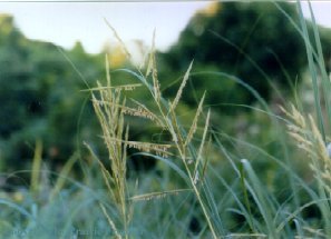 Prairie Cordgrass