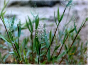 Scribner's Panic Grass