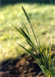 Virginia Wild Rye