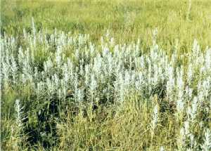 prairie sage