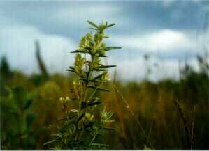 Round-headed Bush Clover