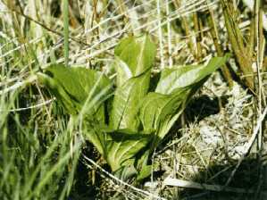 Skunk Cabbage