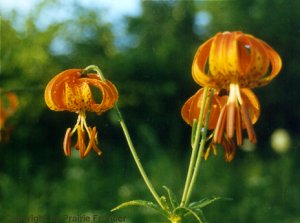 Turks Cap Lily
