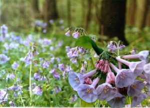 VA Bluebells