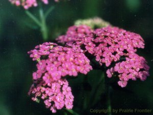 Rosey Red Yarrow