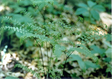 maidenhair.jpg
