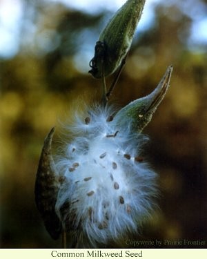 common_milkweed_seed.jpg