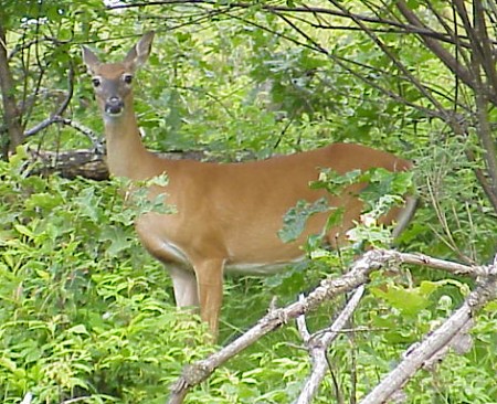deer.jpg
