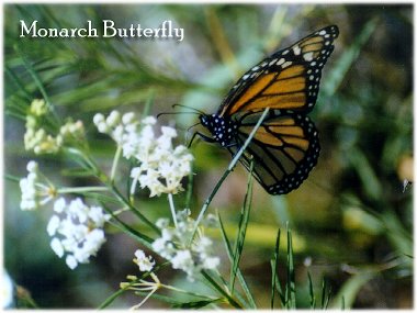 Milkweed