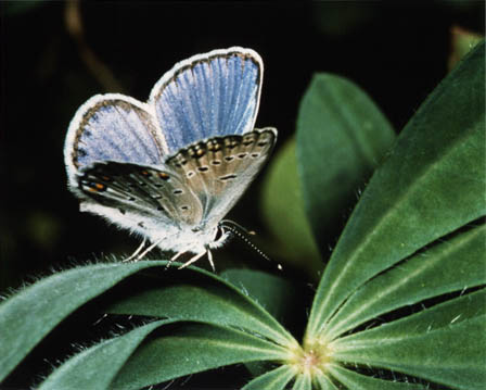 Karner Blue Butterfly & Wild Lupin Print 