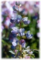 Lupine