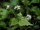 Garlic Mustard