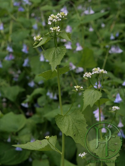 Garlic Mustard