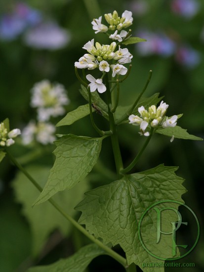 Garlic Mustard