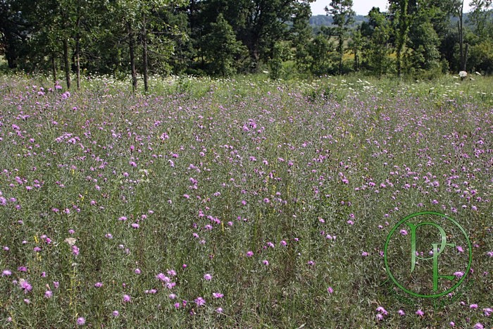 Spotted Knapweed