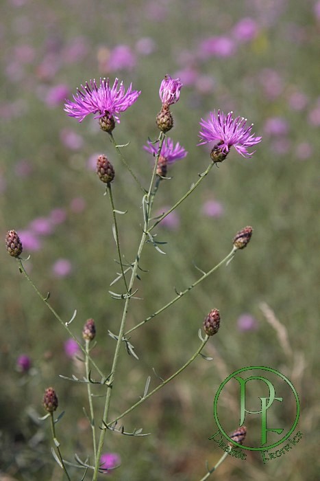 Spotted Knapweed