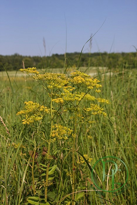 Wild Parsnip