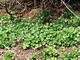 Garlic Mustard
