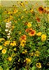 Southwest Native