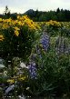 Wildflowers