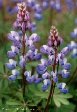Lupine