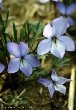 Violets