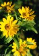 False Sunflower