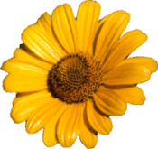 false sunflower
