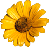 False Sunflower image
